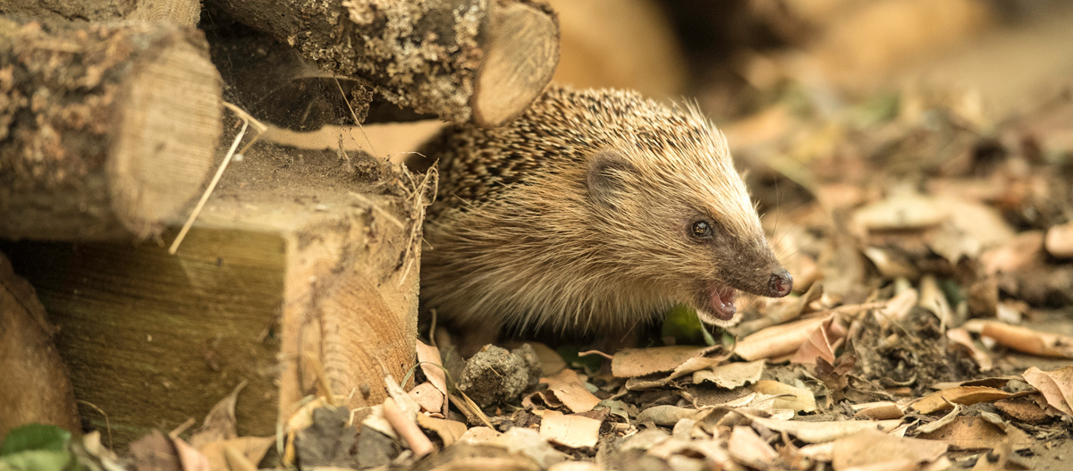 Igel im Herbst Igel im Herbst