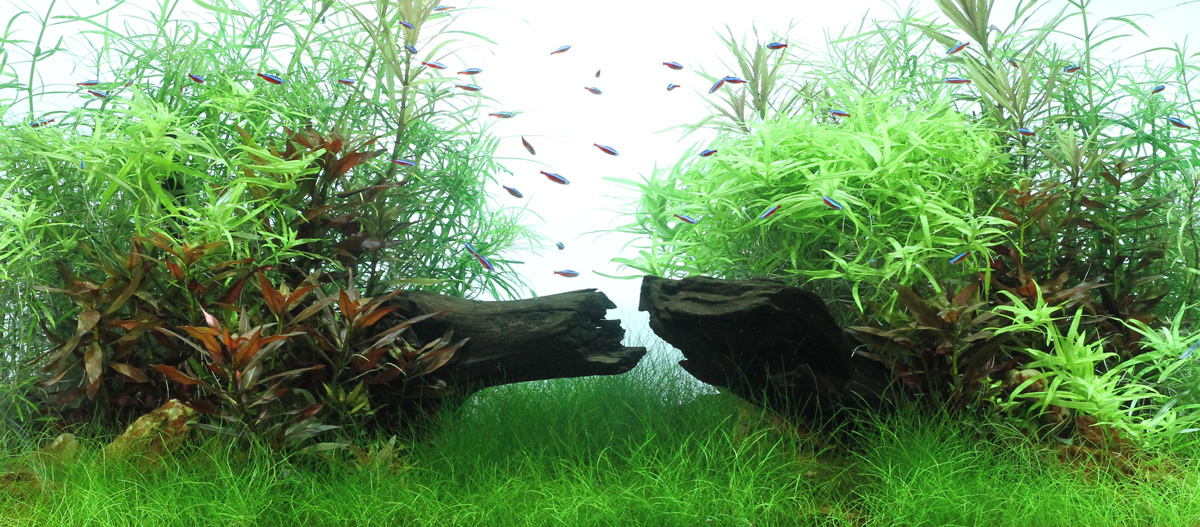 0622_Online_RATGEBER_1200x527px_Aquascaping_01 Aquascaping Aquarium