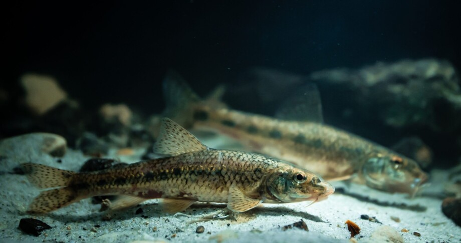 Danube Gudgeon (Gobio obtusirostris) Zwei kleine Fische mit gesprenkeltem Muster ruhen auf sandigem Flussboden in klarem Süßwasser.