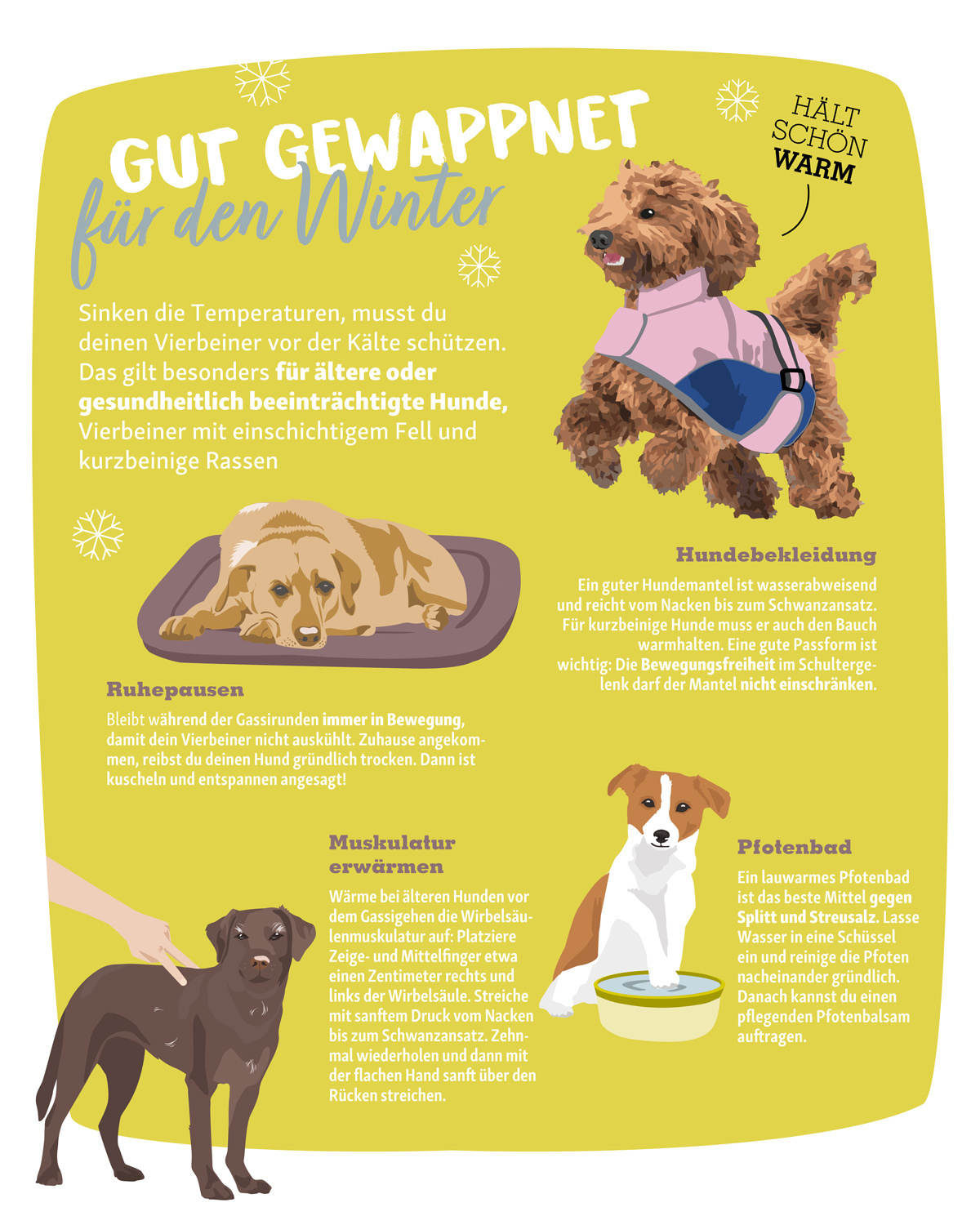 0123_Online_RATGEBER_1200x1500px_Infografik_VorKaelteSchuetzen Infografik zur Hundepflege im Winter mit Tipps zu Hundebekleidung, Ruhepausen, Muskelwärmung und Pfotenbad für ältere und kurzbeinige Hunde.