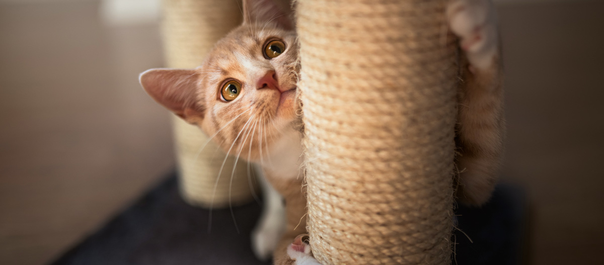 0123_Online_RATGEBER_1200x527px_Kolumne_01