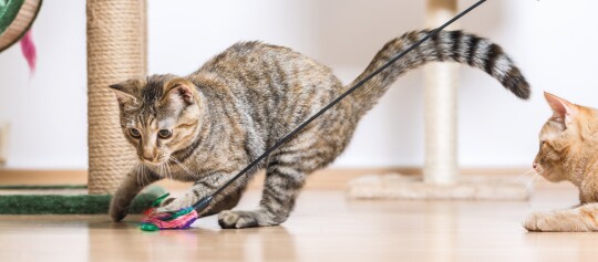 Zwei Katzen spielen drinnen auf einem Holzboden, eine getigerte Katze jagt ein Feder-Spielzeug, während eine orange Katze zuschaut.