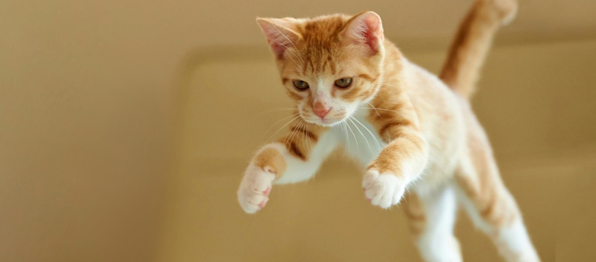 0123_Online_RATGEBER_1200x527px_Kolumne_03