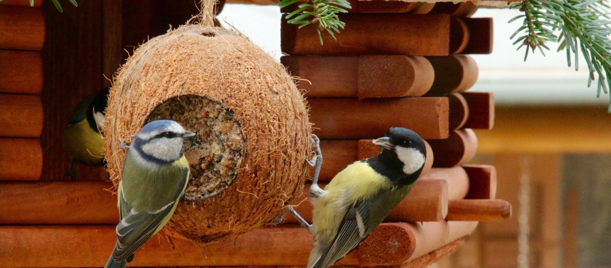 0123_Online_RATGEBER_1200x527px_Wildvoegel_02