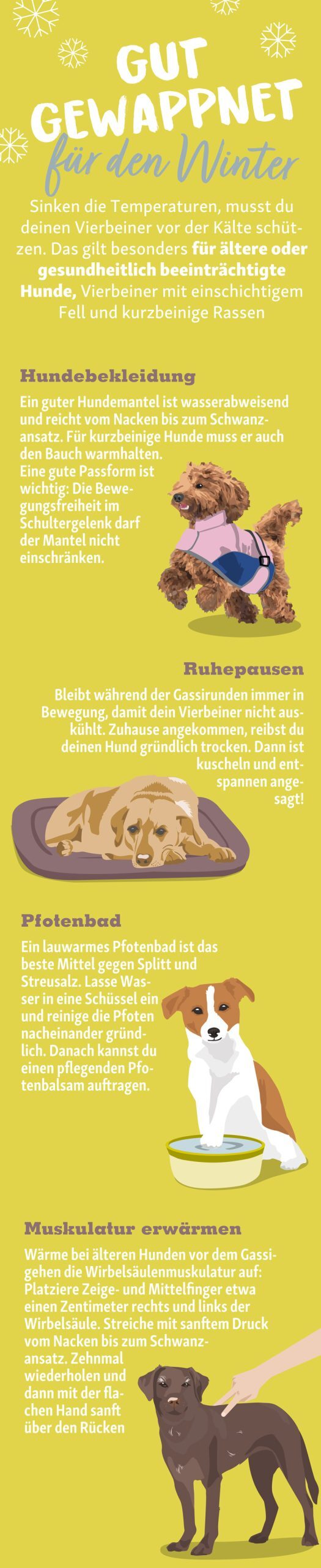 0123_Online_RATGEBER_800x3900px_Infografik_VorKaelte_Schuetzen Infografik mit Tipps zum Schutz von Hunden vor Kälte im Winter, inklusive Hundebekleidung, Ruhepausen, Pfotenbad und Muskelwärmung.
