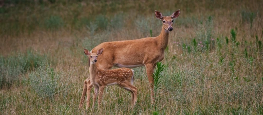 Rehkuh mit ihrem gefleckten Kitz in einer grünen Wiese im natürlichen Lebensraum