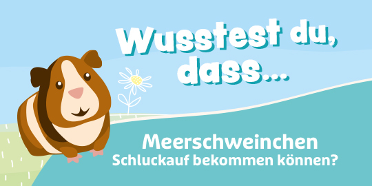 20230227_lay_Wusstestdu_MyPet_Me_6erTeaser_V1