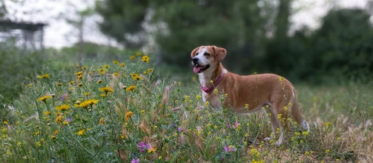 Brauner und weißer Hund mit rosa Halsband steht in einem blühenden Wildblumenfeld im Freien