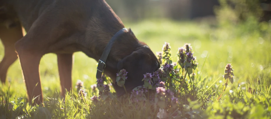 Hund schnüffelt an Blumen auf der Wiese Brauner Hund mit schwarzem Halsband schnüffelt an lila Wildblumen auf sonniger grüner Wiese
