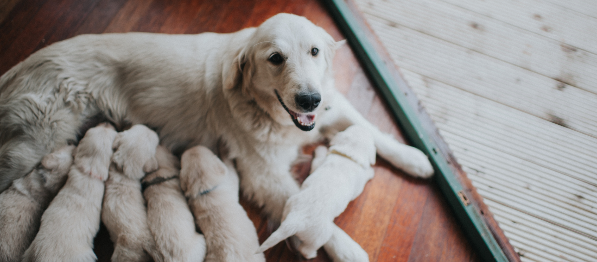Hündin säugt ihre Welpen Mutterhund Golden Retriever säugt ihre sechs neugeborenen Welpen auf einem Holzboden neben einer Schiebetür