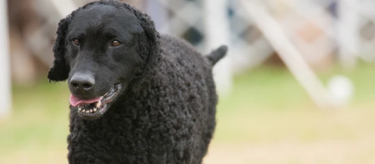 Schwarzer Curly-Coated Retriever Hund mit lockigem Fell im Freien, freundlicher Blick und leicht geöffnetem Maul.