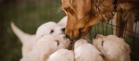 Nahaufnahme eines erwachsenen Golden Retrievers, der liebevoll mit fünf Golden Retriever Welpen interagiert und Fürsorge sowie Familienbindung symbolisiert.