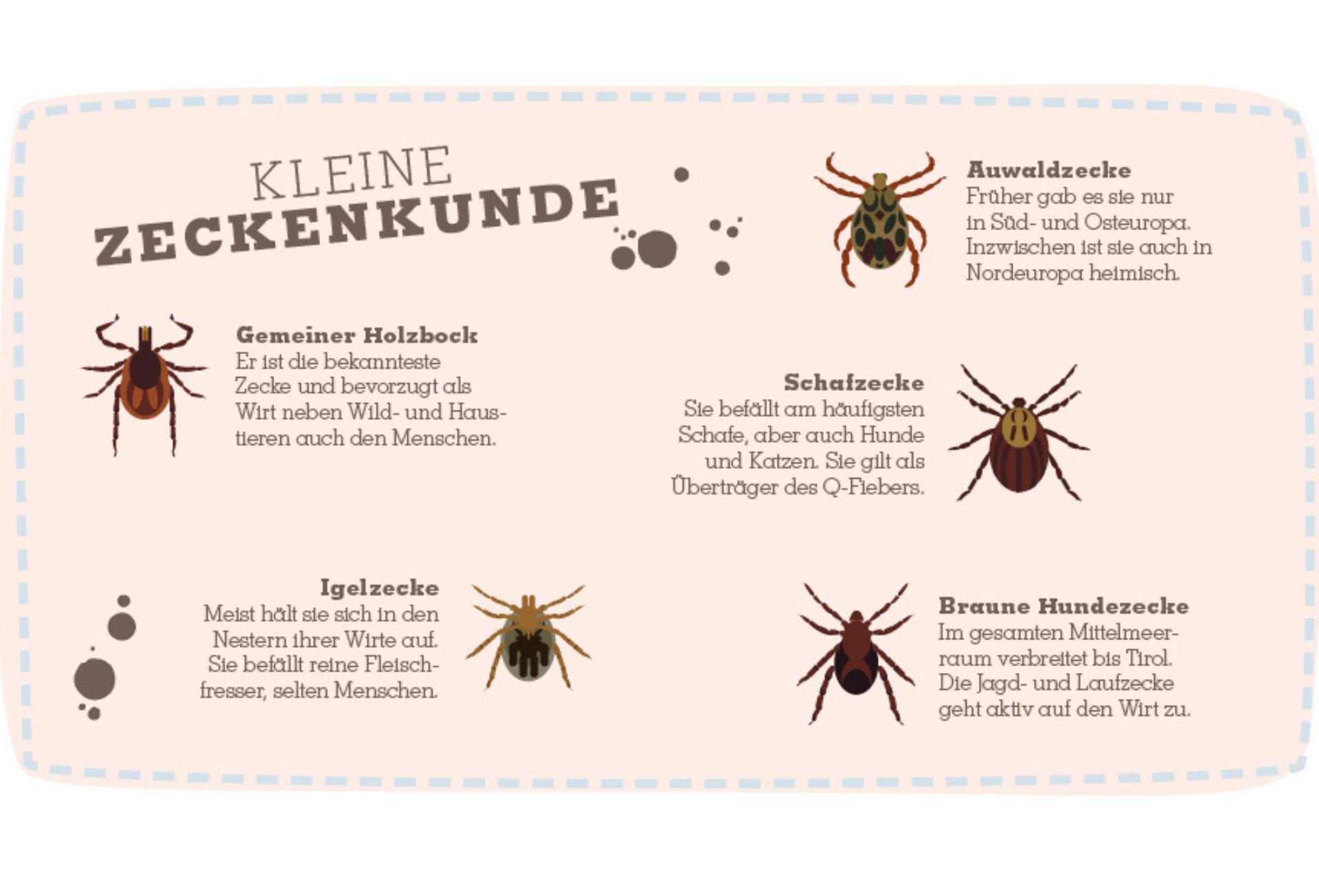Zecken_Infografik Infografik über verschiedene Zeckenarten mit Illustrationen und Beschreibungen wie Gemeiner Holzbock, Auwaldzecke, Schafzecke, Igelzecke und Braune Hundezecke.