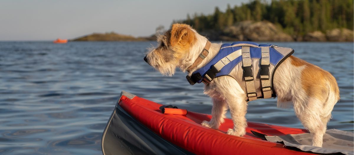 Hund steht auf einem Kanu im See Kleiner Hund mit blau-beiger Schwimmweste steht auf rotem Kajak auf ruhigem See mit bewaldetem Ufer im Hintergrund