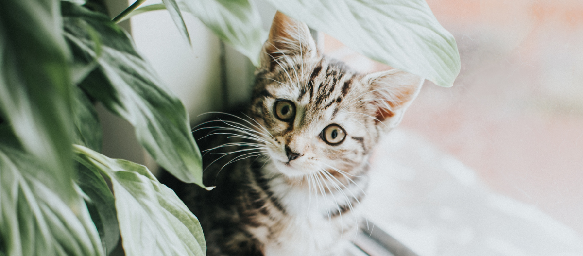 Design ohne Titel (19) Neugieriges getigertes Kätzchen, das hinter grünen Blättern hervorschaut, Nahaufnahme