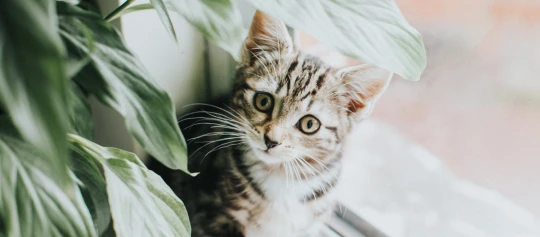 Neugieriges getigertes Kätzchen, das hinter grünen Blättern hervorschaut, Nahaufnahme