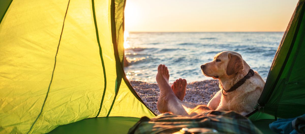 Hund liegt neben Herrchen in einem Zelt am Strand Blick aus einem grünen Zelt auf einen Hund und eine Person mit nackten Füßen am Strand bei Sonnenuntergang