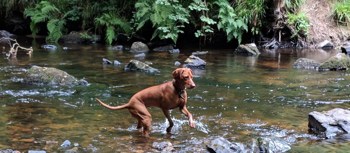 Hund plantscht in einem Bach Brauner Hund watet durch einen klaren Bach mit Felsen und grünen Farnen im Wald