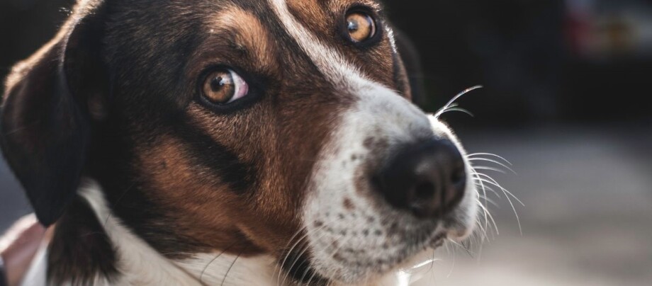 Hund schaut verängstigt in die Kamera Nahaufnahme eines Hundes mit braunen Augen und mehrfarbigem Fell, der aufmerksam in die Kamera schaut