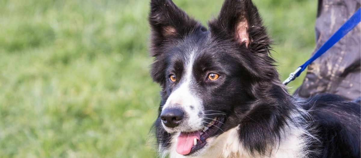 Schwarz-weißer Hund steht angeleint auf einer Wiese Nahaufnahme eines schwarz-weißen Border-Collie-Hundes mit leuchtend bernsteinfarbenen Augen an einer blauen Leine im Freien auf grünem Gras