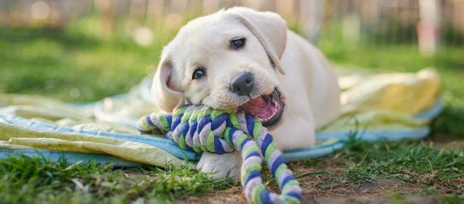 Hundenamen_Rueden_header_GettyImages-1354007887 Labrador-Welpe spielt draußen mit buntem Seilspielzeug auf einer Decke im Gras