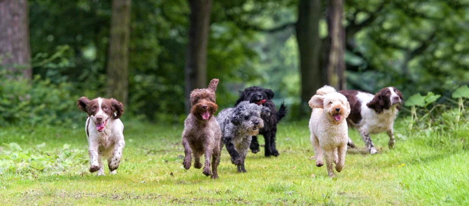 Hundenamen_weiblich_header_GettyImages-155383196 Sechs fröhliche Hunde verschiedener Rassen laufen auf einem grünen Waldweg im Sommer
