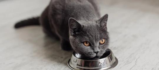 Graue Katze mit bernsteinfarbenen Augen trinkt aus einem glänzenden Metallfutternapf auf hellem Boden
