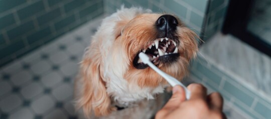 Kleiner Hund mit hellbraunem Fell bekommt im Badezimmer mit Fliesen die Zähne geputzt