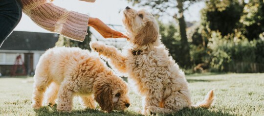 Zwei flauschige Welpen spielen im sonnigen Garten, einer gibt einer Person mit gestricktem Pullover die Pfote.
