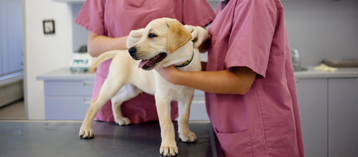 Labrador-Welpe beim Tierarzt Junger Labrador-Welpe wird von Tierärzten in rosa Kitteln auf einem Untersuchungstisch in einer Tierarztpraxis untersucht