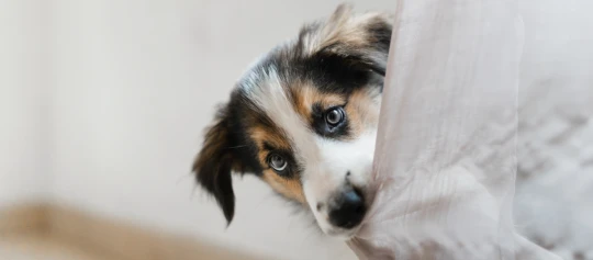 Niedlicher Welpe mit blauen Augen, der hinter einem weißen Vorhang hervorschaut