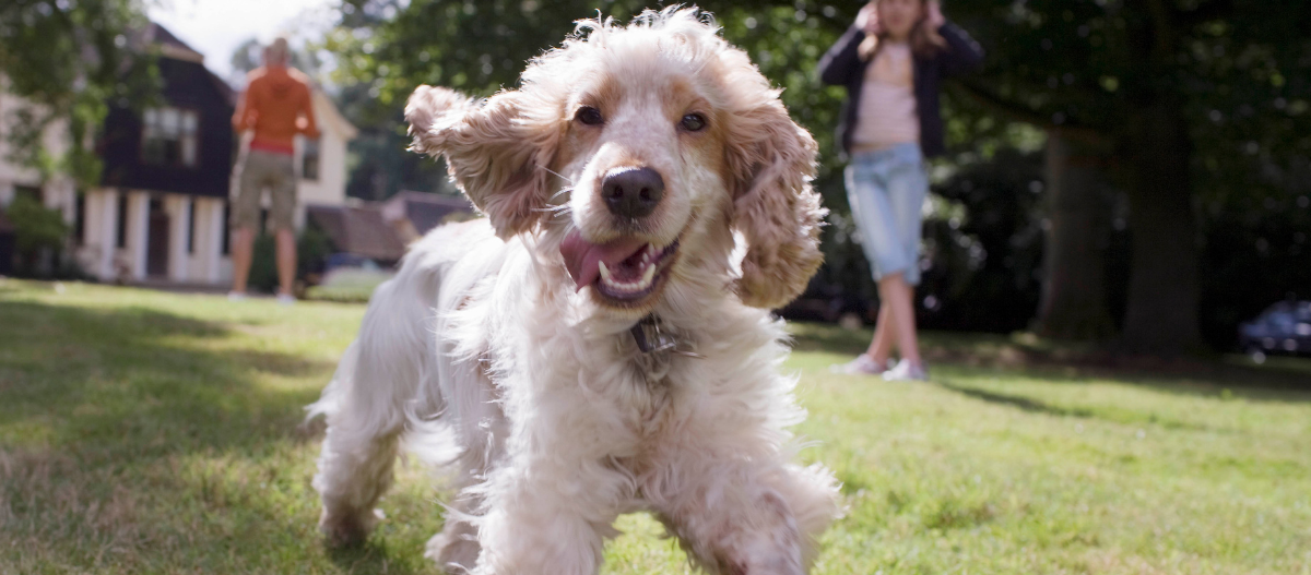 hundenamen_weiblich_content_GettyImages-84930010 Hund tobt mit Kindern durch einen Garten.