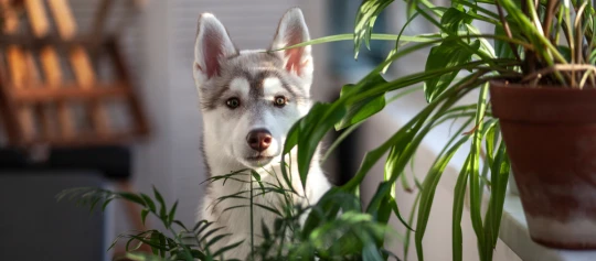 Sibirischer Husky mit weißem und grauem Fell zwischen grünen Zimmerpflanzen in hellem Innenraum