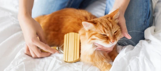 Orange getigerte Katze entspannt beim Bürsten mit einer Holzfellbürste auf weißer Bettdecke