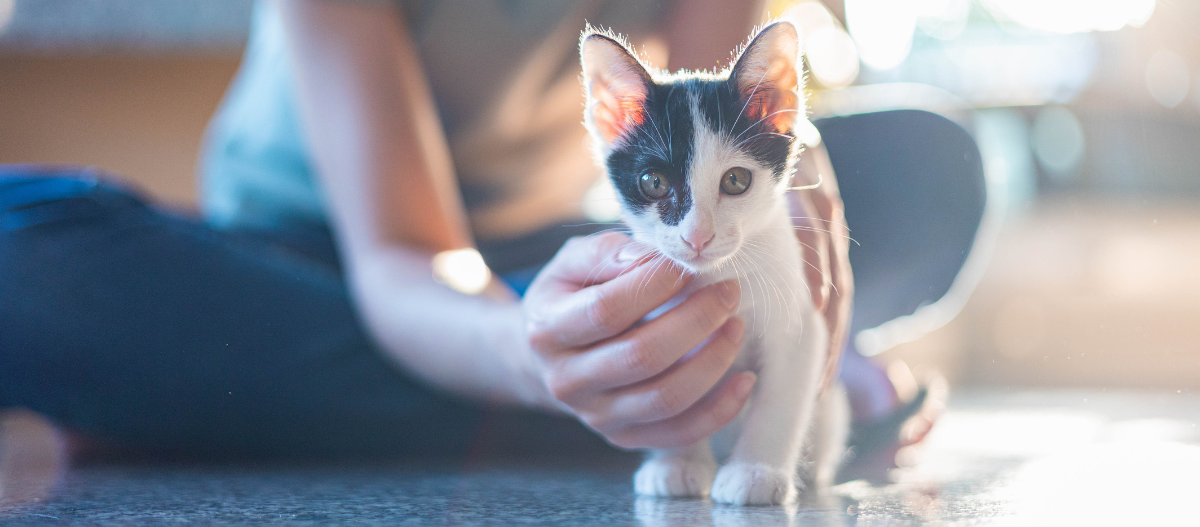 katze_kitten-im-neuen-zuhause Kleines schwarz-weißes Kätzchen sitzt auf dem Boden, während eine Hand es sanft streichelt, gemütliche und liebevolle Szene.