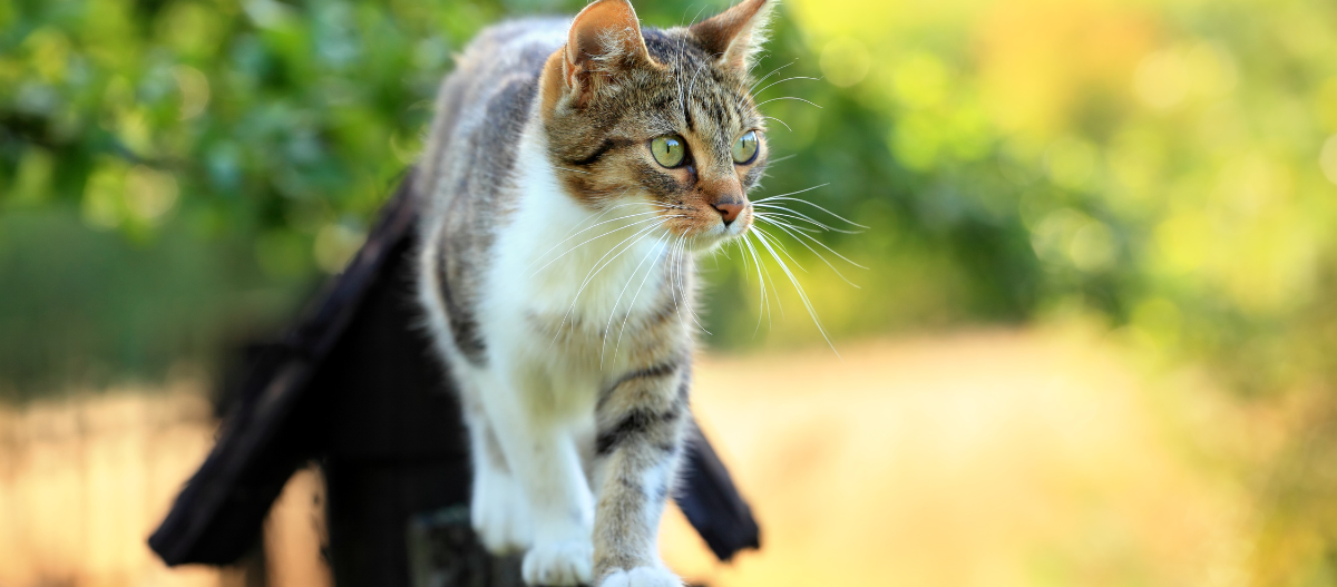 Nahaufnahme einer getigerten Katze mit grünen Augen, die vorsichtig draußen auf einem schmalen Pfad läuft, umgeben von grünem Laub und warmem Sonnenlicht.