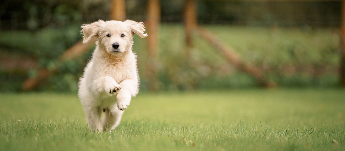 Golden Retriever Welpe läuft über eine Wiese Golden Retriever Welpe läuft fröhlich über grünes Gras im Freien