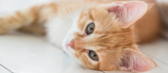 Nahaufnahme einer entspannten orangefarbenen Tabby-Katze mit grünen Augen, die auf einer hellen Oberfläche liegt