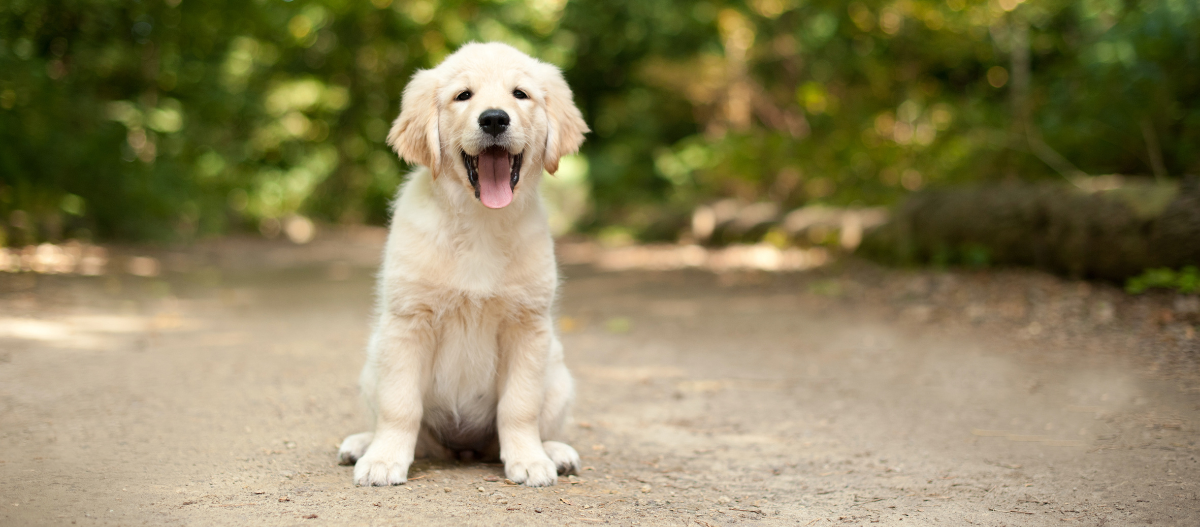 Niedlicher Golden Retriever Welpe sitzt auf einem Waldweg mit offenem Mund und herausgestreckter Zunge