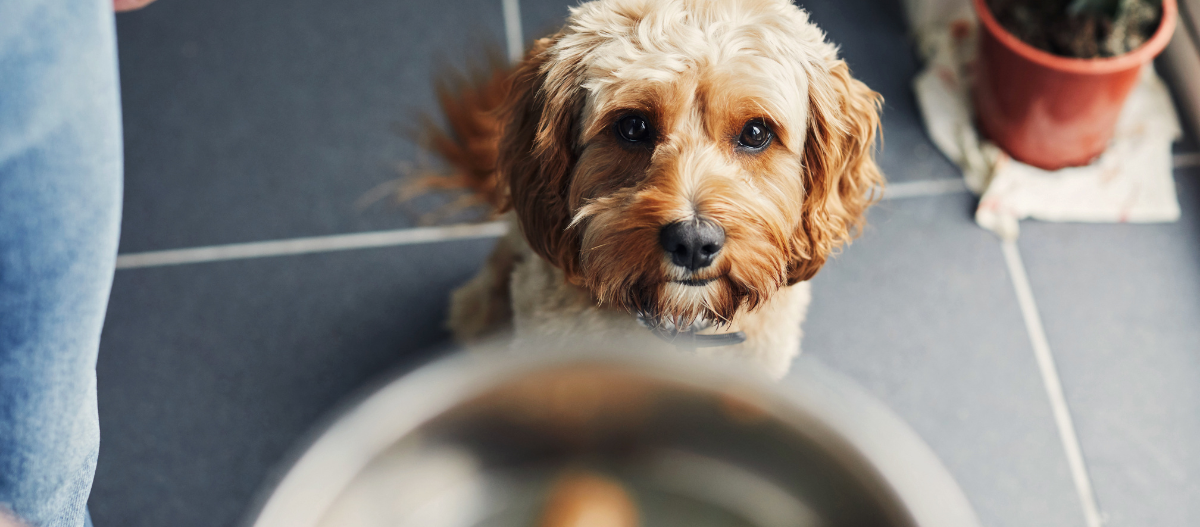 Hund schaut nach oben auf einen Futternapf aus Edelstahl Hund schaut nach oben auf einen Futternapf aus Edelstahl