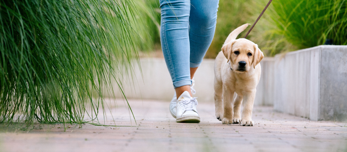 Labrador-Welpe geht mit seinem Frauchen Gassi. Junger Labrador-Welpe wird an der Leine auf einem gepflasterten Weg neben grünem Gras und Betonrand spazieren geführt.