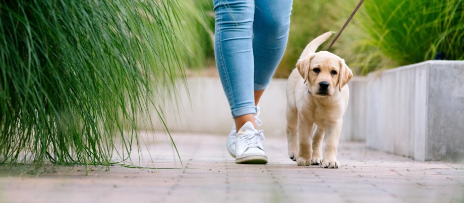 Labrador-Welpe geht mit seinem Frauchen Gassi. Junger Labrador-Welpe wird an der Leine auf einem gepflasterten Weg neben grünem Gras und Betonrand spazieren geführt.