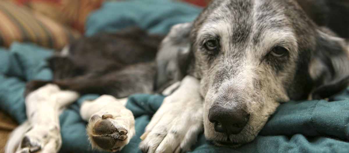 Älterer Hund liegt entspannt auf einer weichen, türkisfarbenen Decke, Nahaufnahme von Gesicht und Pfoten.