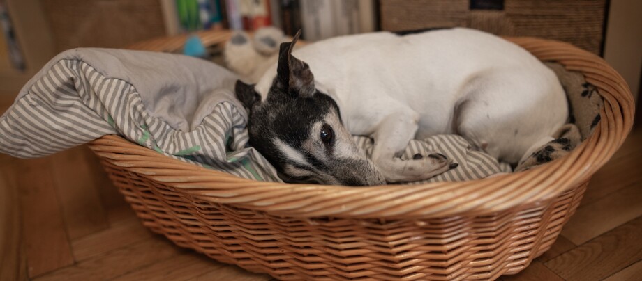 Jack Russel schläft Kleiner weißer und schwarzer Hund liegt gemütlich in einem Weidenkorb mit gestreifter Decke auf Holzboden