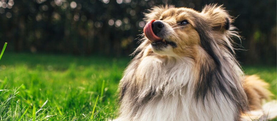Hund streckt Zunge raus Fluffiger Shetland Sheepdog sitzt auf grünem Gras und leckt sich die Nase, Nahaufnahme im Freien