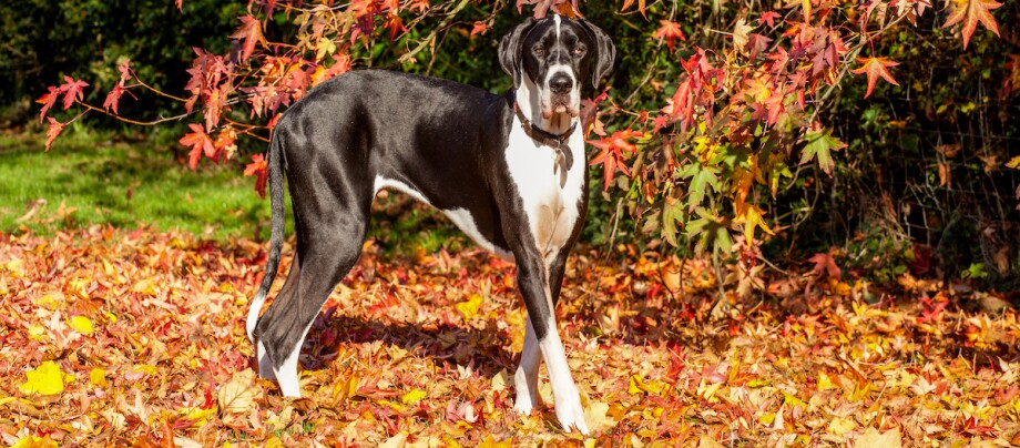 Deutsche Dogge steht im Herbstlaub Großer schwarz-weißer Doggenhund steht auf buntem Herbstlaub im Garten