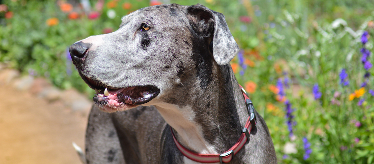 Deutsche Dogge blickt zur Seite Deutsche Dogge blickt zur Seite