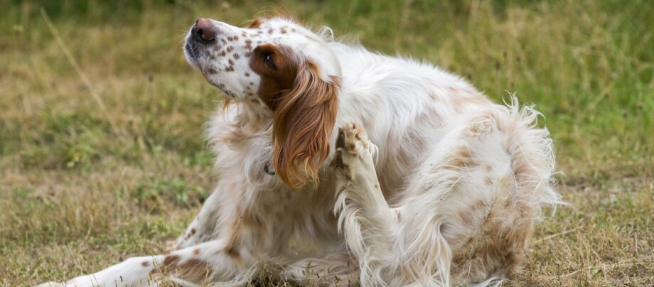Hund juckt sich Weiß-brauner English Setter, der sich im Gras im Freien kratzt