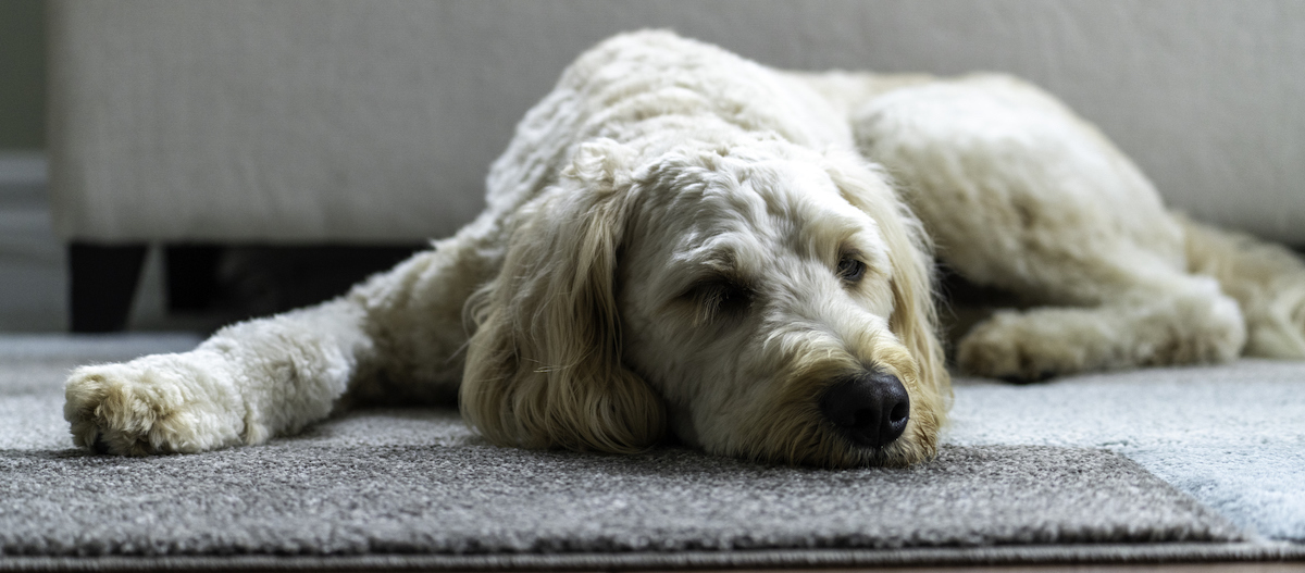 Goldendoodle schläft auf dem Bauch Goldendoodle schläft auf dem Bauch