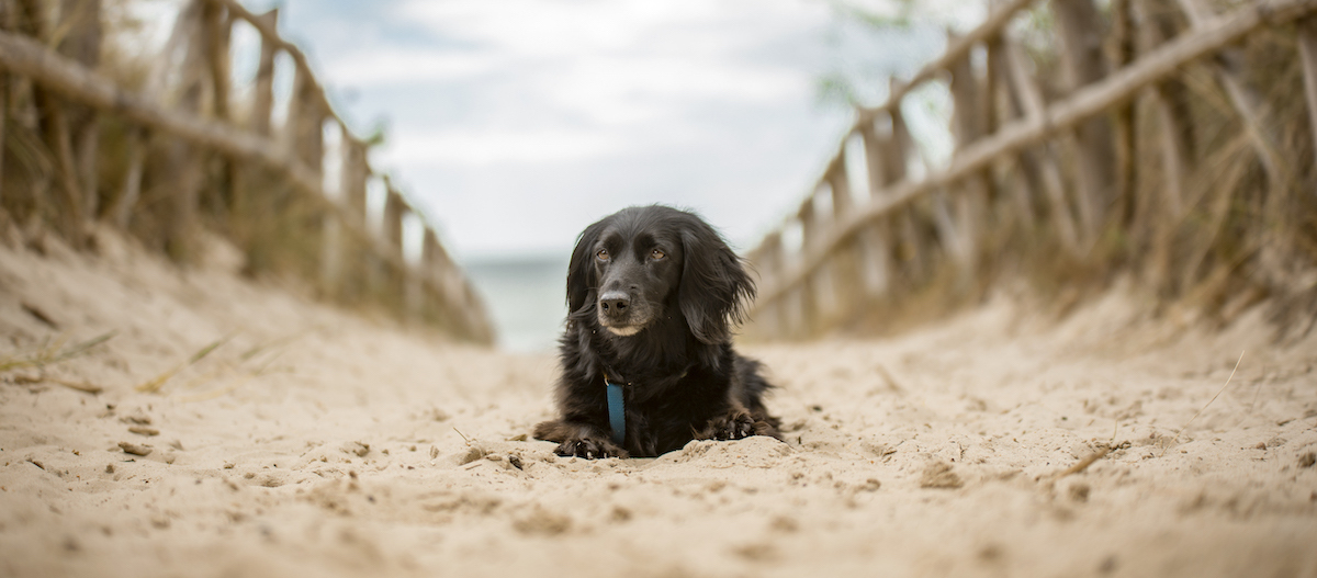 Hund Strandzugang Schwarzer Hund liegt entspannt auf einem sandigen Weg zum Strand, umgeben von Holzzäunen und Dünenvegetation.